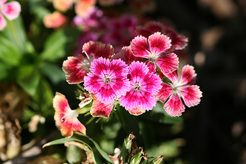 Image showing Sweet William I think