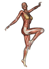 Image showing Female Anatomy Figure