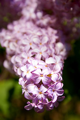 Image showing Spring Blossoms