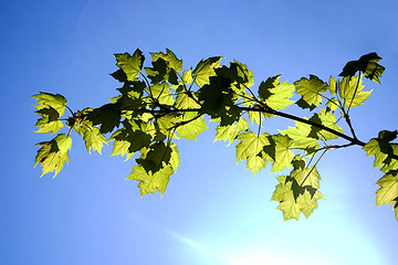 Image showing Reflective Maple Branch