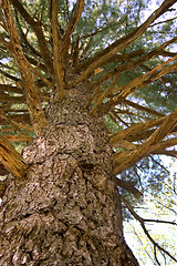 Image showing Old Pine tree