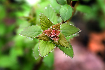 Image showing Jeweled Leaf