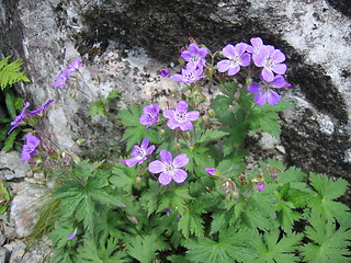 Image showing Skogstorkenebb