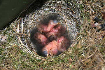 Image showing Young bird