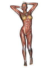 Image showing Female Anatomy Figure