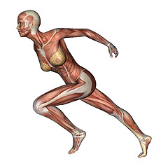 Image showing Female Anatomy Figure