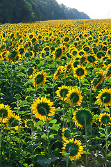 Image showing Sunflowers