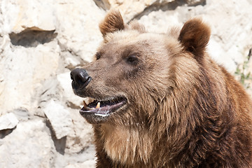 Image showing Bear