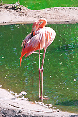 Image showing Flamingo