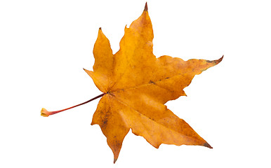 Image showing Maple leaf