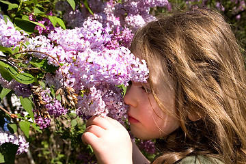 Image showing Spring Beauties