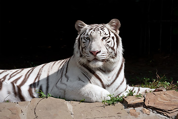 Image showing White Tiger