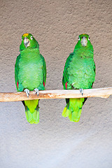 Image showing Parrots