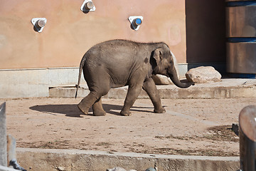 Image showing Elephant