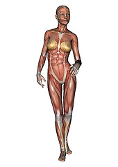 Image showing Female Anatomy Figure