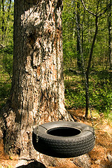 Image showing Tire Swing