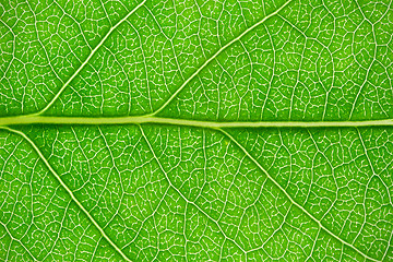 Image showing Green leaf