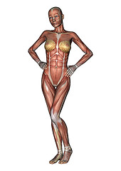 Image showing Female Anatomy Figure