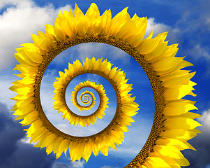 Image showing Abstract sunflower spiral