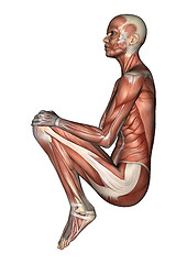 Image showing Female Anatomy Figure