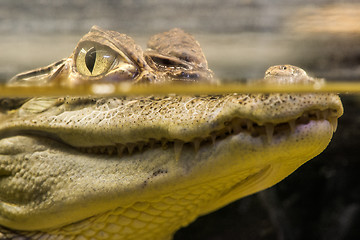 Image showing Crocodile in water