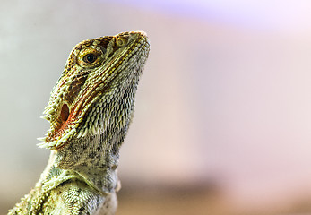 Image showing Lizard between leaves