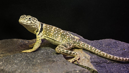 Image showing Lizard between leaves