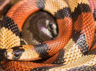 Image showing Red milk snake 