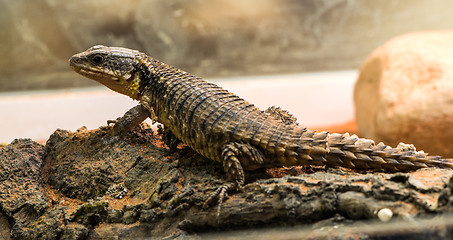 Image showing Lizard between leaves