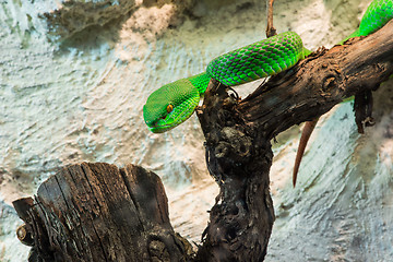 Image showing Green Snake creeps on tree