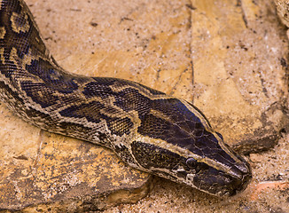 Image showing Chicken snake 