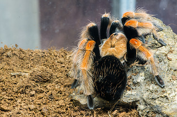 Image showing Tarantula spider