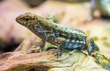 Image showing Lizard between leaves