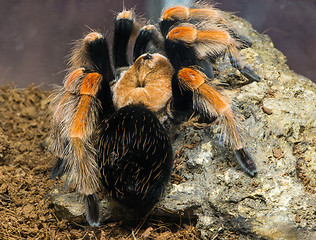 Image showing Tarantula spider