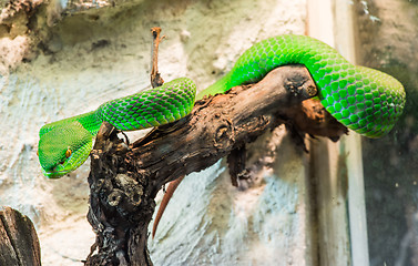 Image showing Green Snake creeps on tree