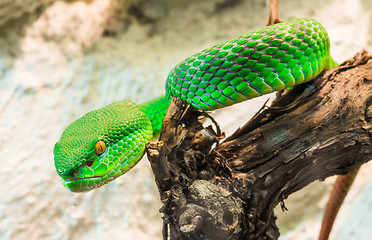 Image showing Green Snake creeps on tree