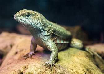 Image showing Lizard between leaves