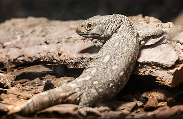 Image showing Lizard between leaves