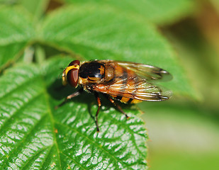 Image showing Yellow Fly