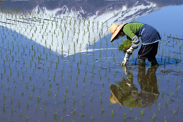 Image showing Woman Planting Rice