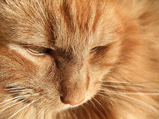 Image showing Maine Coon cat closeup