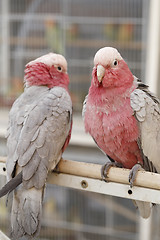 Image showing Cockatoos in Doha pet souq