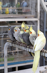 Image showing Cockatiels in Doha pet souq