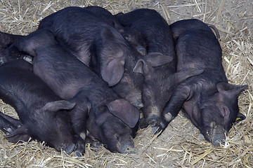 Image showing Black Pigs