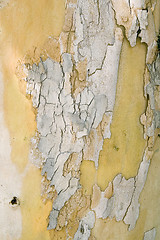 Image showing Bark