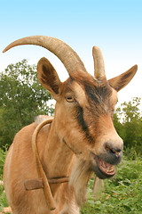 Image showing Goat face
