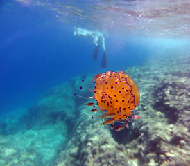 Image showing Fried Egg Jellyfish