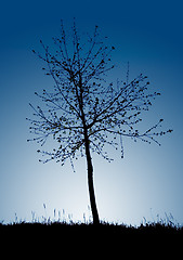 Image showing Tree silhouette