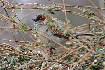 Image showing Sparrow