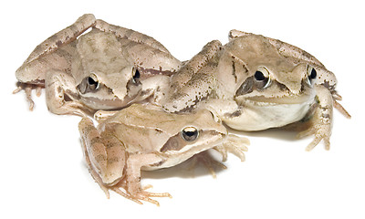 Image showing Three Frogs